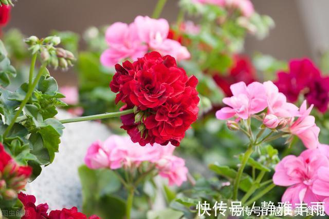 天竺葵|她家只养一种花，一年四季有花赏，原因是做好了四件事