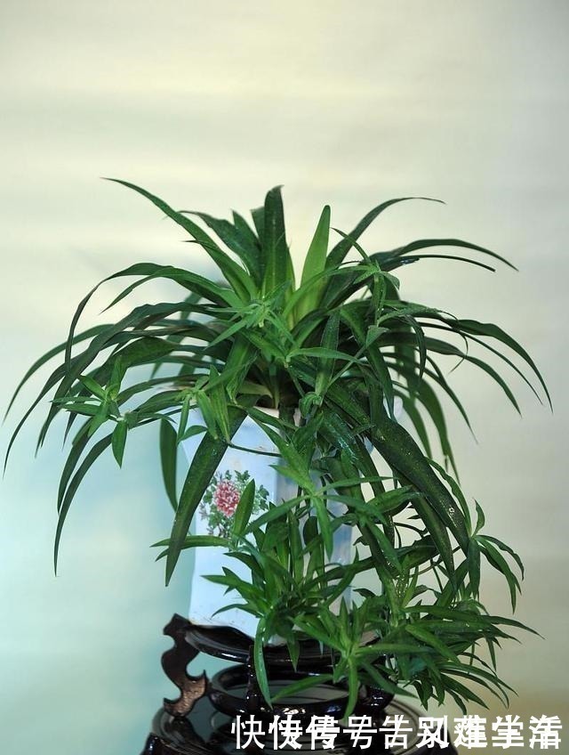 太阳花|适合“现在”扦插的“6种花”，动动手，省下很多“买花钱”！