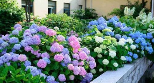 盛放期|绣球花好看不好养?其实只需3个小方法,花球又大又鲜艳