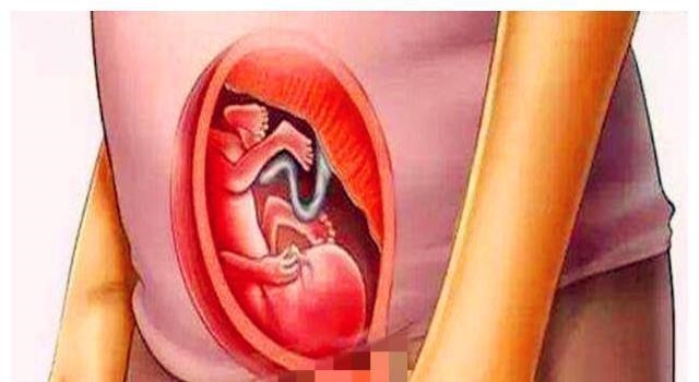 暴涨期|胎儿在宫内是如何发育成型的?十张图读懂胎儿发育过程,都该看看