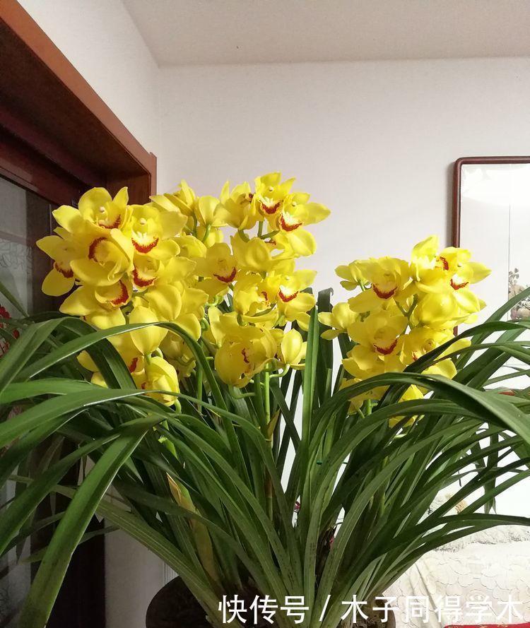 4种花超漂亮,个个美出状态,花期长开花勤,养家里,四季有花赏