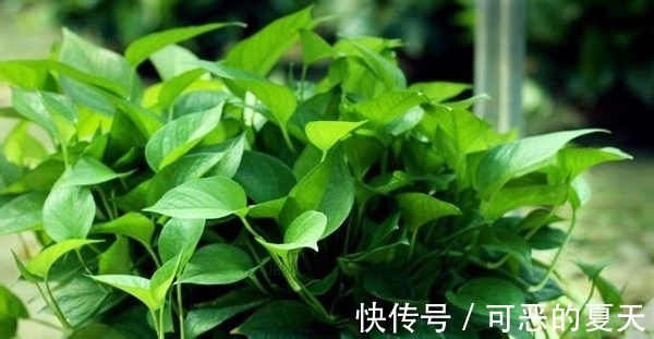 家庭养花:该怎么合理“混搭”蛋壳、白醋?