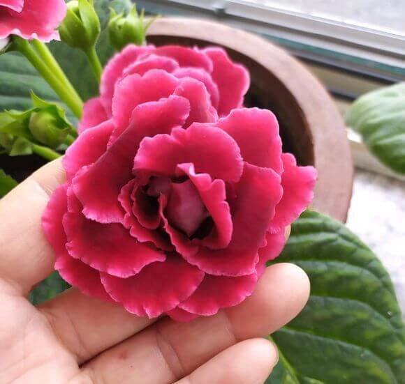 悄悄告诉你，此5种花，掐个叶就生根，懒人都能养开花