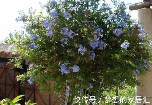 养护|最全蓝雪花养护指南，让蓝雪疯狂一夏