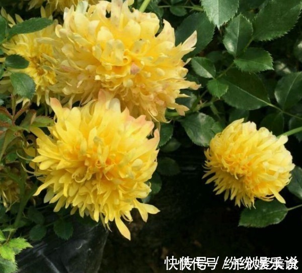 红双喜红双喜|10个最奇葩的月季品种,你可能一个都没见过!