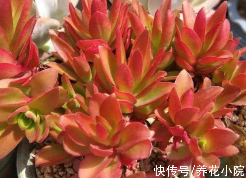 5种多肉，秋天多晒太阳，光照越充足，叶色越鲜艳