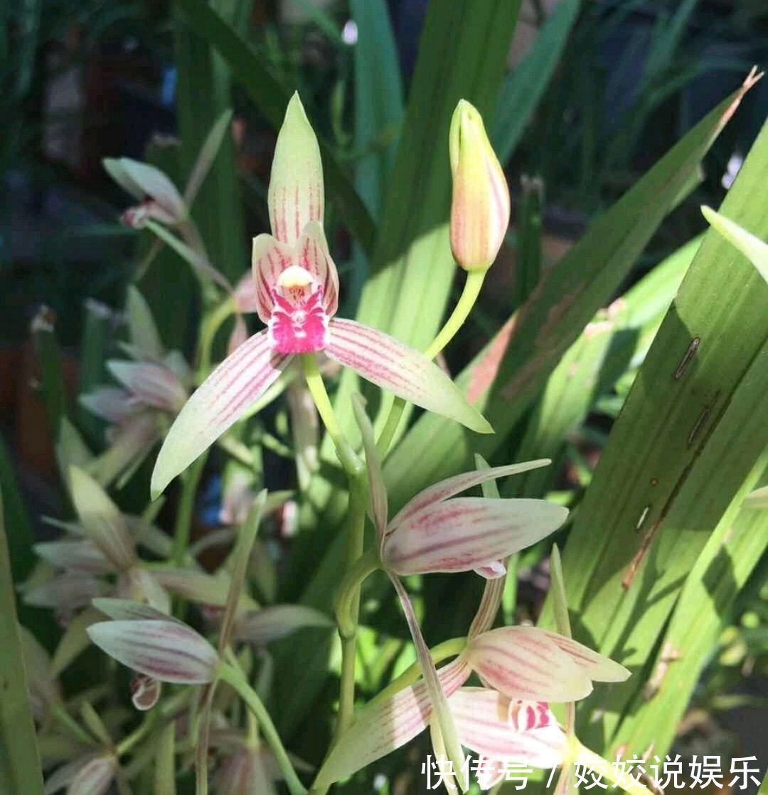 浇水|秋季养墨兰，做不到3点，春节开花是做梦，秋季花芽破土很关键