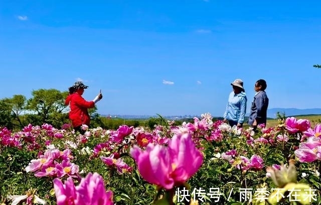 我们村|大窑村：百亩芍药铺就幸福乡村路