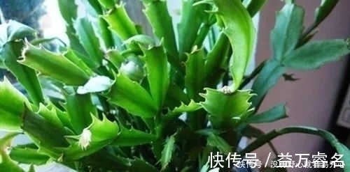 蟹爪兰焉焉的怎么办蟹爪兰要怎么浇水是浇大水还是少浇水