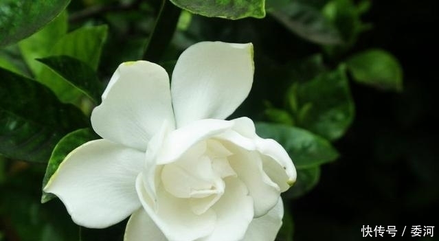 剪刀|月季长的丑?老婆的“私密剪刀秘籍”,把月季养成“艺术品”