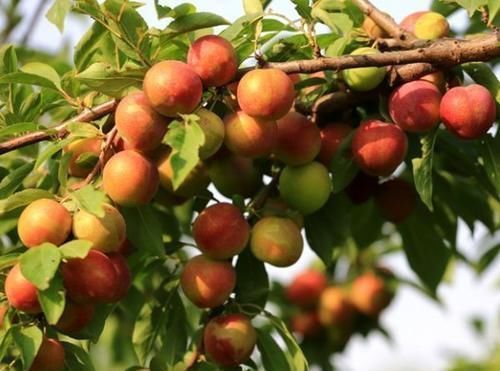 食物|人到中年想长寿,3种食物换着吃,排毒消脂,润燥通便