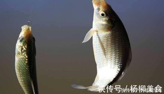 野钓鲫鱼为何全是送漂,黑漂和钝口很少道理很简单!