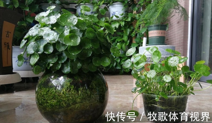 养这4种花不要太勤快,“懒养”更好活,值得新手尝试