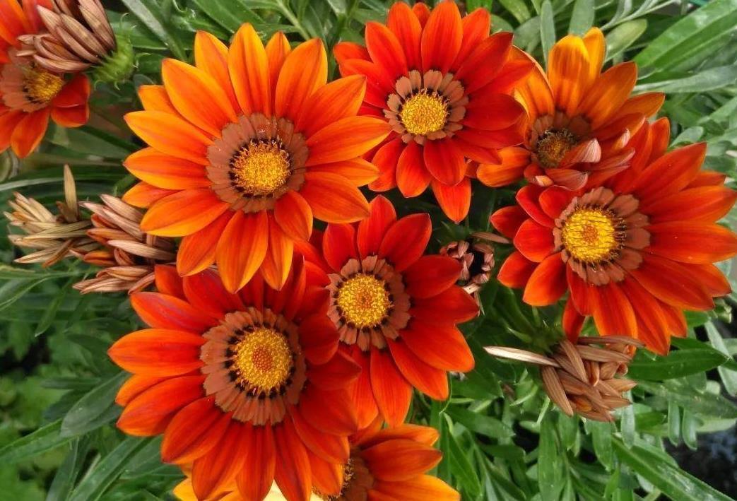 花根|又脏又讨人嫌的它,催花效果比磷酸二氢钾好