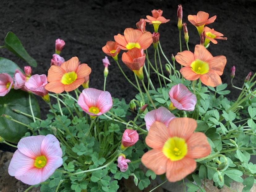 叶子花颜值也很高,叶子花纹像油画,耐阴好养