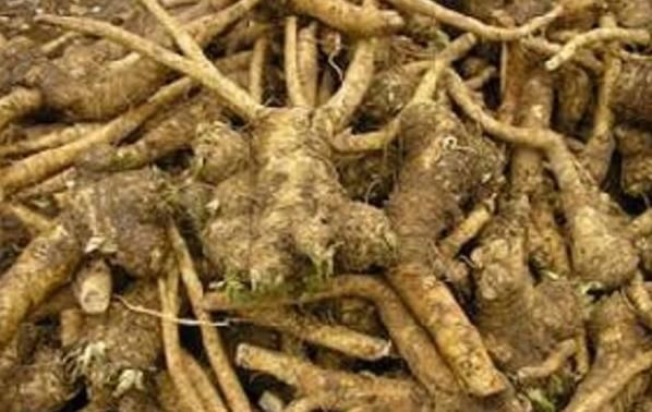  兴奋剂|农村地里的“土辣根”，被称“植物兴奋剂”，提神醒脑还助消化