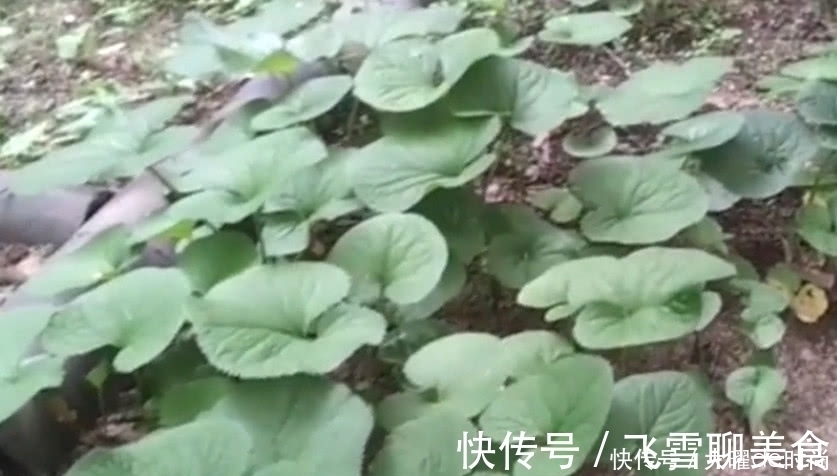 老中医|树丛中的这种野草,人称“葫芦七”能吃能用,老中医咳嗽都用它