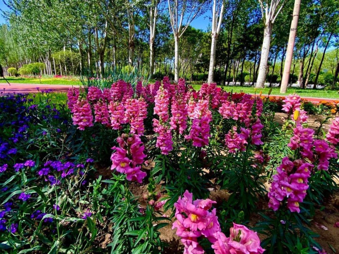 1种花长得像金鱼,耐寒好养活,种得越多越壮观