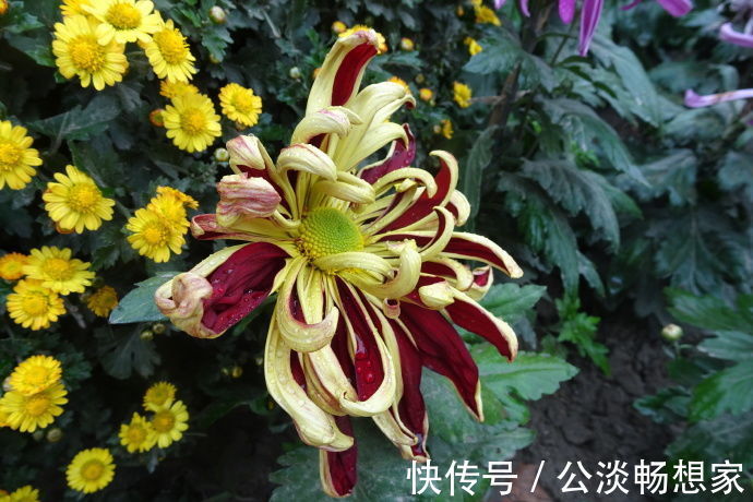 喜欢菊花，不如养盆“名菊之首”帅旗，似统帅旗帜，美艳多娇！