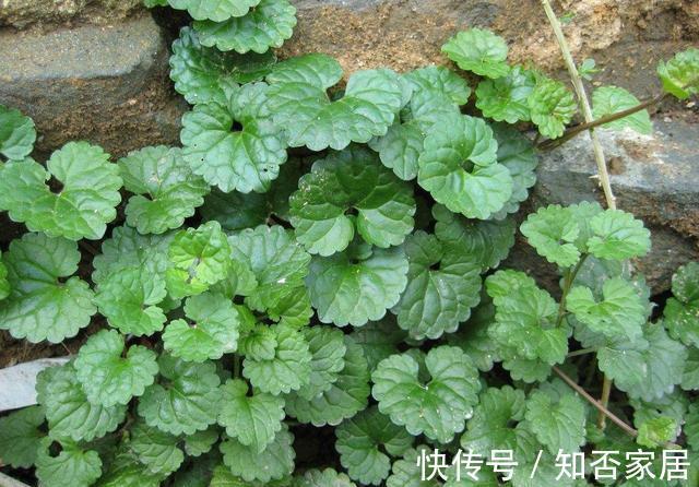 冬病夏治|一种农村常见的“野草”,若能常常泡水喝,清热解毒、养护子宫