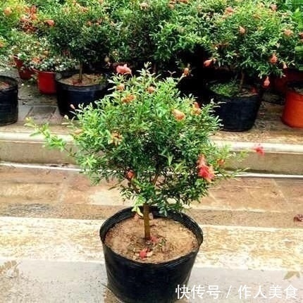 此“花树”比绿萝好养10倍,见土就活、浇水疯长,花朵又红又大