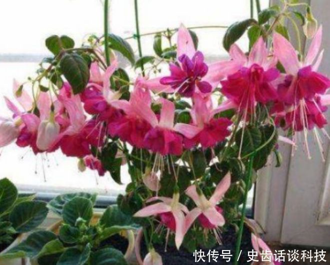 卧室就养“3种花”,赏心悦目,清香安神,改善睡眠质量