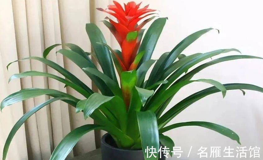 花土|养鸿运当头,多注意这3点,盆栽基本不会有大毛病