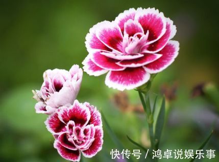 此款花卉,好养易爆盆,晒晒太阳就开花,绚丽夺目