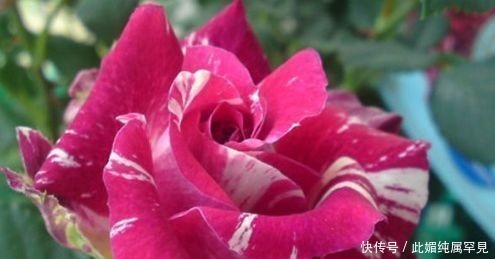 角堇|喜欢牡丹，不如养盆“优良玫瑰”苹果挞，似粉黛佳人，赏心悦目！