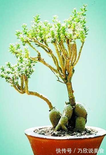 想要养出“老桩盆景”,首选这“2种”植物,6个月就能养成