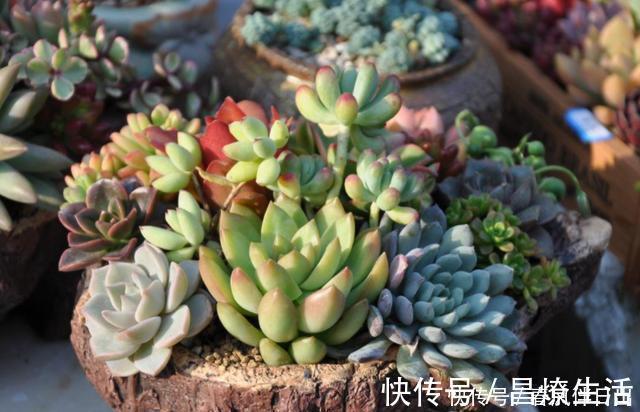 栽种|养多肉不能耽误生长，养状态也不能伤根，把根养好，自己就变漂亮