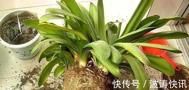 根系|想要繁殖君子兰,这“两种”方法最靠谱,用错方法,只会“徒劳”