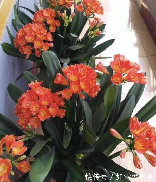 养20年的君子兰，长得就像“大白菜”，一盆就能长8根花箭