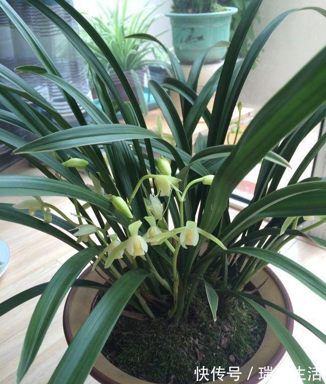 发黄|兰花释放三个求救信号,赶紧翻盆,动作慢“有隐患”容易收空盆