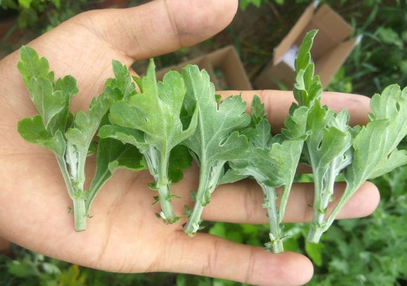 漂亮|5种漂亮花,5月快剪“花箭”,撒点营养肥,花苞又挤满盆