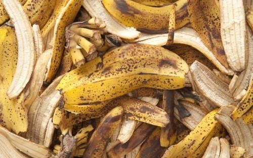  养花|自制肥水、腐叶土养花，既能多省钱又能养啥旺啥