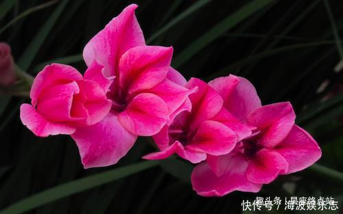 生肖|情商出众,长得也很漂亮,一生好命还备受宠爱的四大生肖女