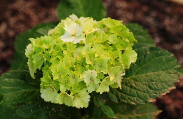 养花就要养“独特”品种,这种“绿颜色”的花很好看,适合在家养