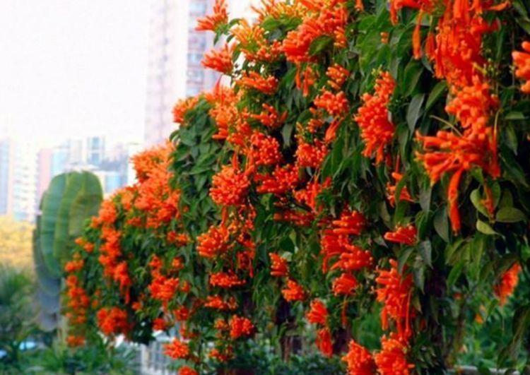 生长发育|3种花适合新手养，不用费心，开花像瀑布，花期长，花量还很大