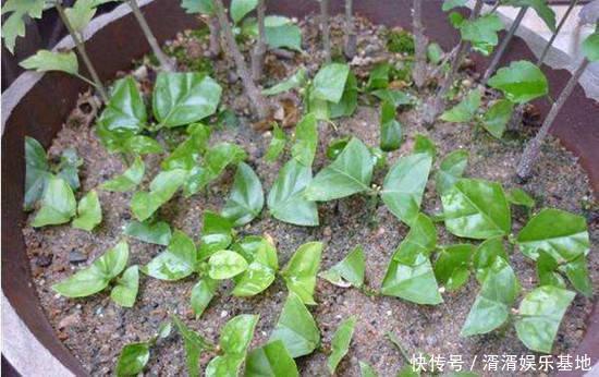 养花|夏天来了,花卉扦插要跟上!这几种花,天气热生根快,还能窜花芽