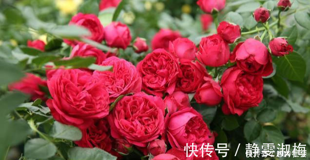 盆栽|全年开花,花美又香甜,花量巨大,好养的盆栽,耐寒耐热不生病