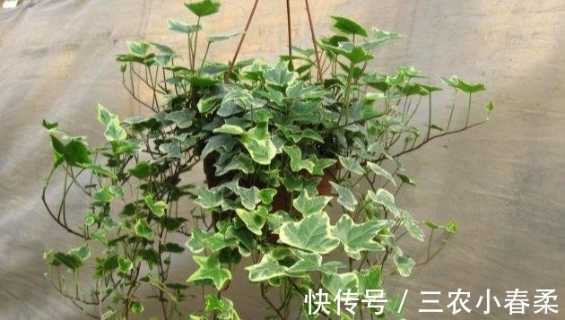 植物|这些耐阴的室内植物, 越荫蔽长越旺, 叶子绿得冒油!