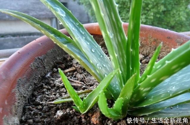 家中养芦荟,做好这“3点”后,新芽蹭蹭往外冒,叶子爆盆观赏强!