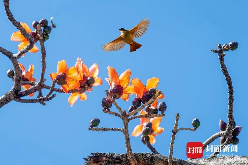 一座城市因为攀枝花而得名 市树PK差点输给芒果|花开四川 | 新闻记者