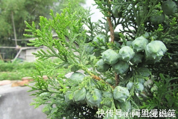 洗头|有白头发别着急染,常见的树叶煮水洗头,使头发更加乌黑亮丽