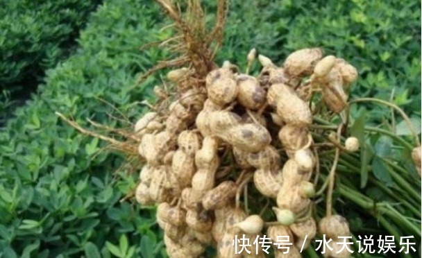 花生|花生养颜排毒、滋养补气,农民掌握病害防治,来年种出高产的花生