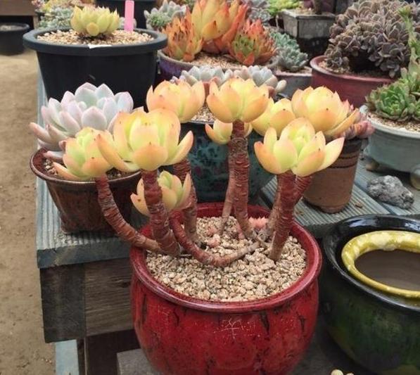 养多肉老桩，不想它茎叶长得乱糟糟就从这4方面着手提升颜值