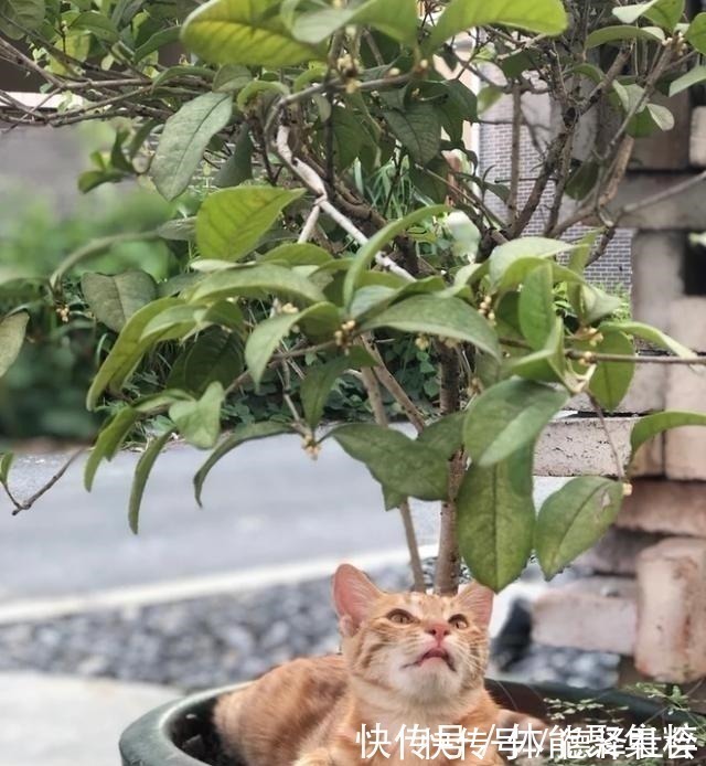 小院|自家小院简单改造就很美,生活废物可以利用,根本花不了多少钱!