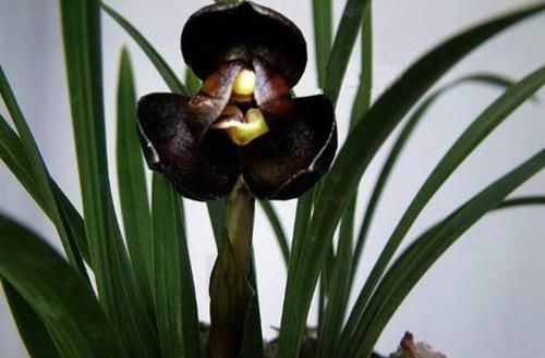 曾经价值千金的3款兰花,香味很浓,毫无缺点,四季表现都很优秀