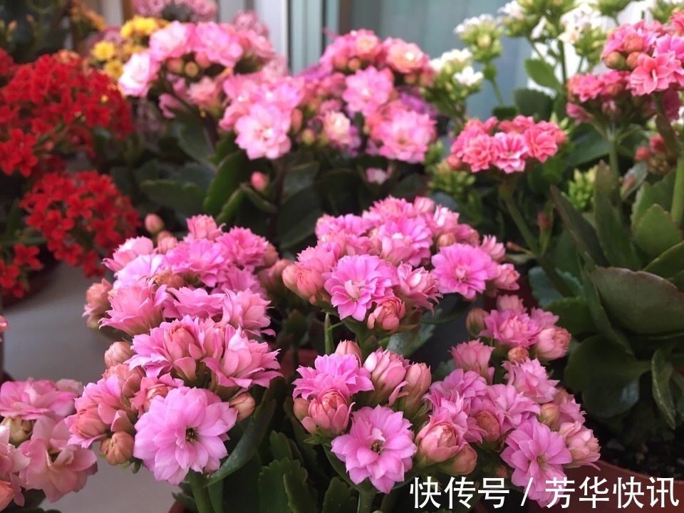 养护|长寿花越养“越瘦”怎么办教你3字口诀,1年变老桩,开成花球